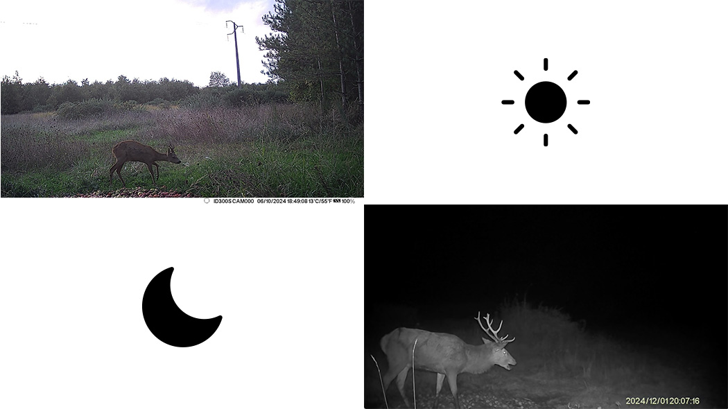 Capture de jour et de nuit du piège photo et vidéo connecté